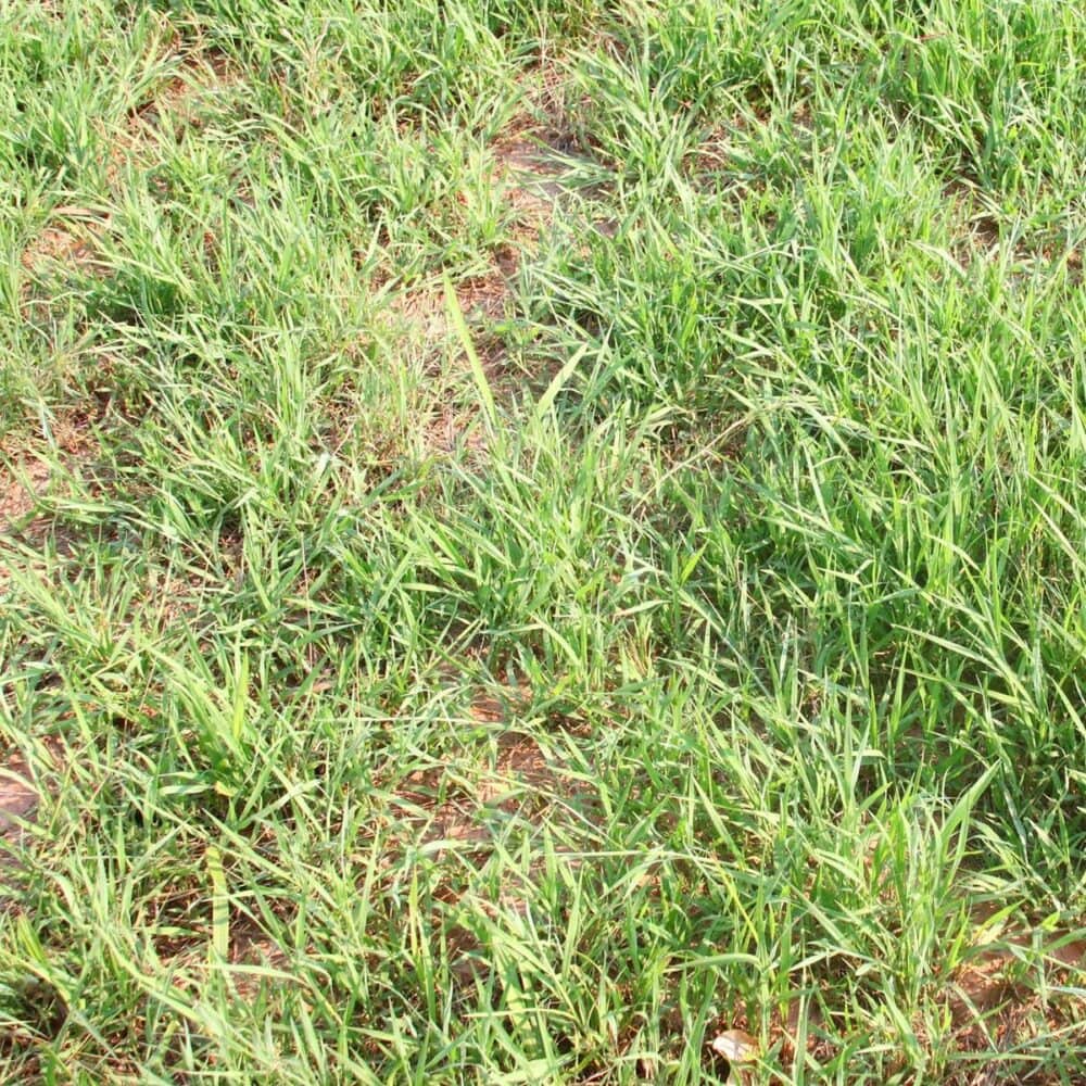 Pangola Grass Pasture Honduras Over Grazed