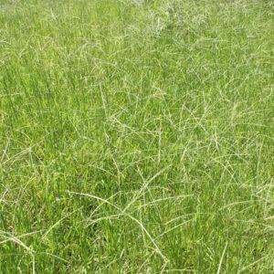 Pangola Grass Pasture Honduras Well Managed