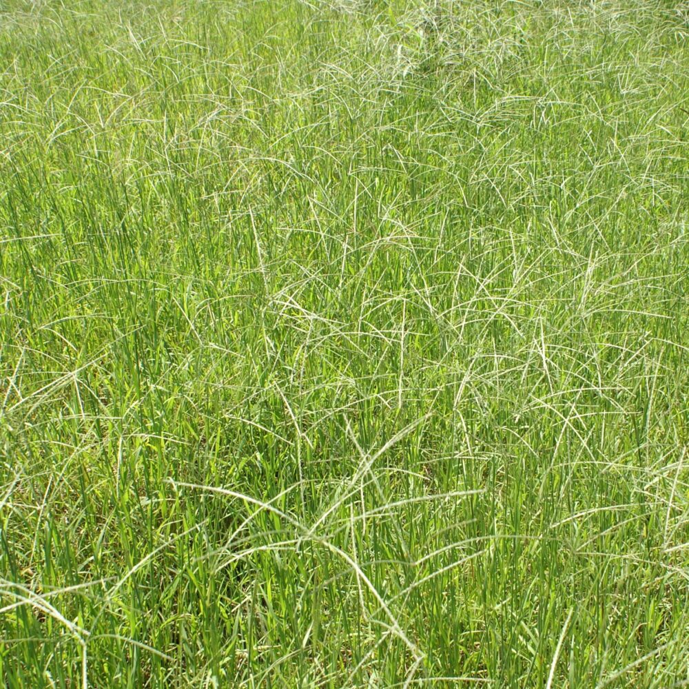 Pangola Grass Pasture Honduras Well Managed