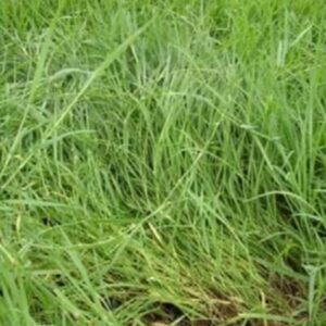 Pangola Grass Fresh Mexico Medium Chop