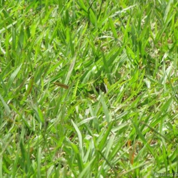 Paspalum Fresh Fertilized Mexico Long