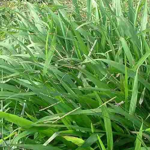 Paspalum Fresh Fertilized Mexico Medium Chop