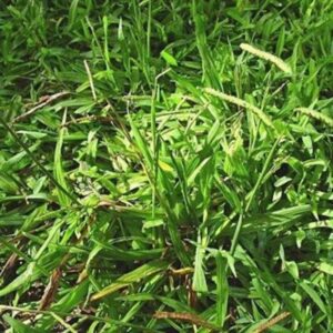 Paspalum Hay Florida Fine Chop