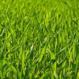 Pasture – Avg (Central US)