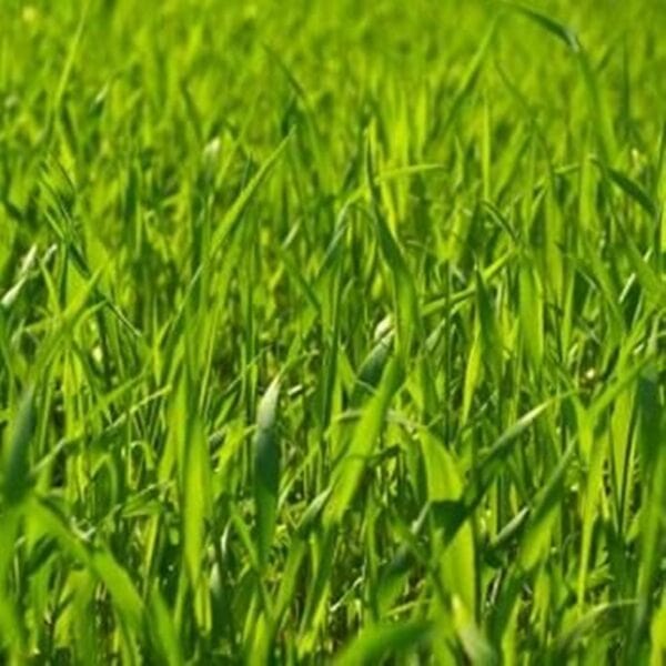 Pasture – Avg (NE US)