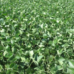 Perennial Soy Fresh Brazil Long