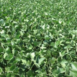 Perennial Soy Fresh Brazil Medium Chop