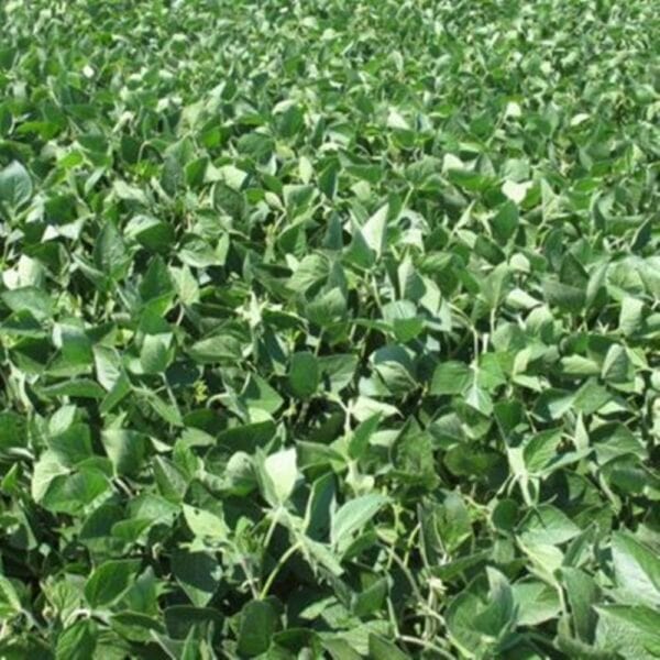 Perennial Soy Fresh Brazil Medium Chop