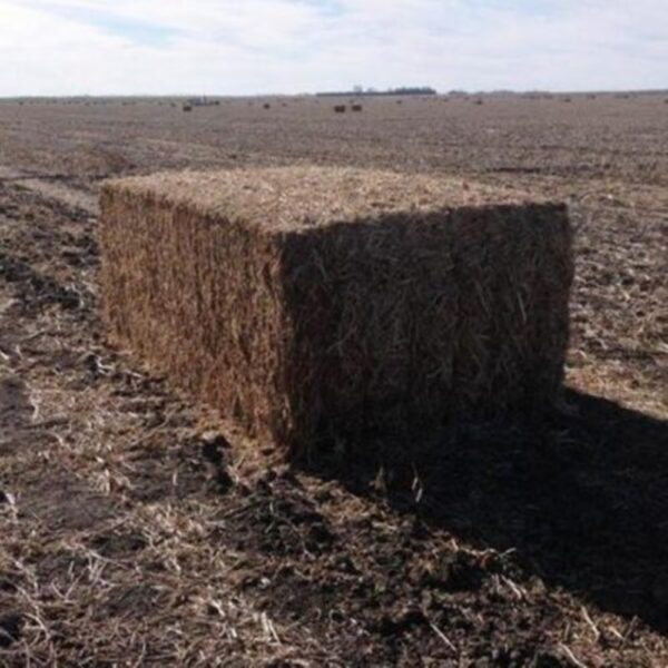 Perennial Soy Hay Brazil Long