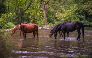 Potomac Horse Fever Symptoms & Treatment