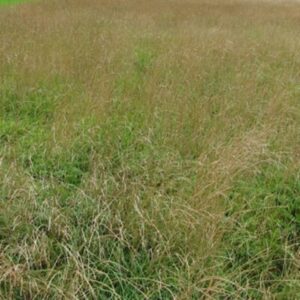 Ryegrass Pasture Drought NZ