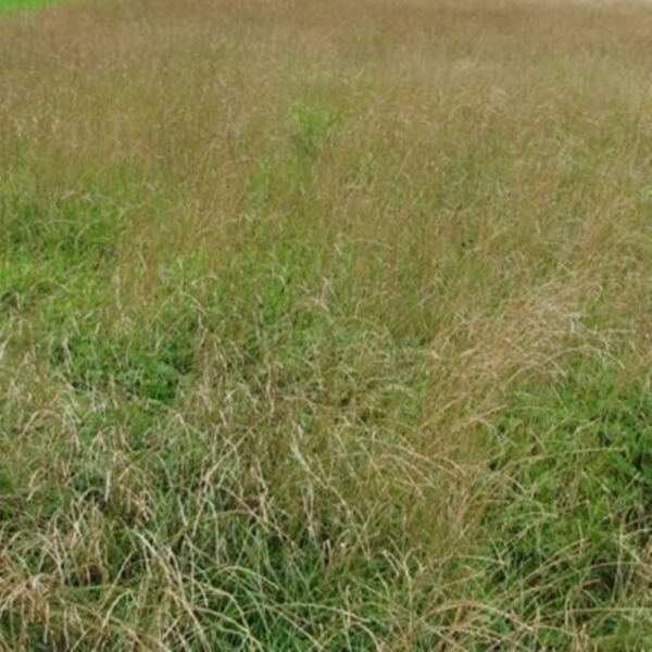 Ryegrass Pasture Drought NZ