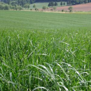 Ryegrass Pasture Spring NZ