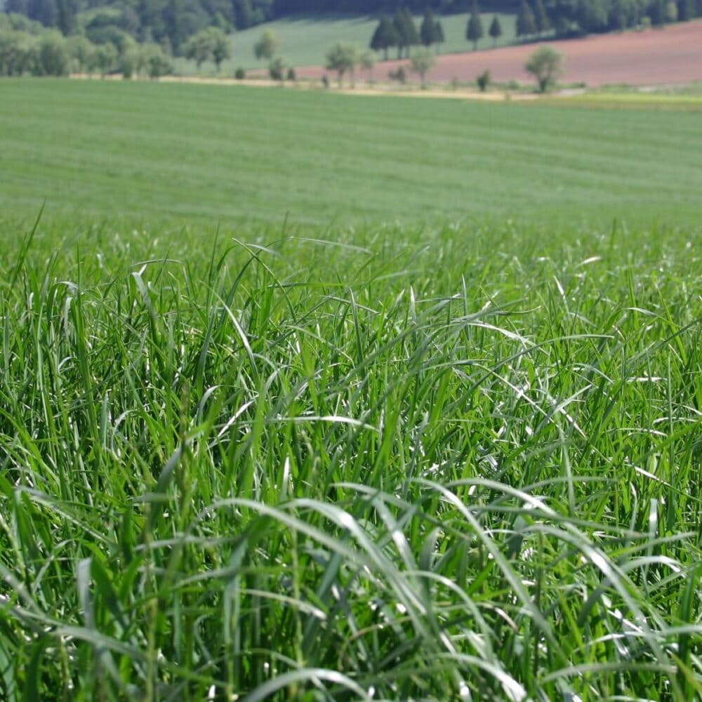 Ryegrass Pasture Summer NZ