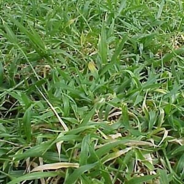 Signalgrass Fresh Fertilized Mexico Fine Chop