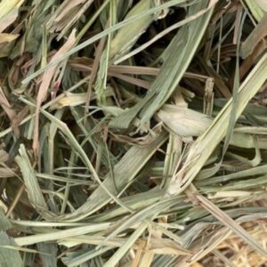 Signalgrass Hay Brazil Medium Chop