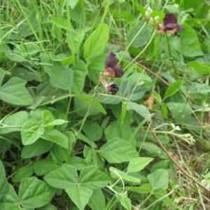 Siratro Grain Brazil Fine Chop