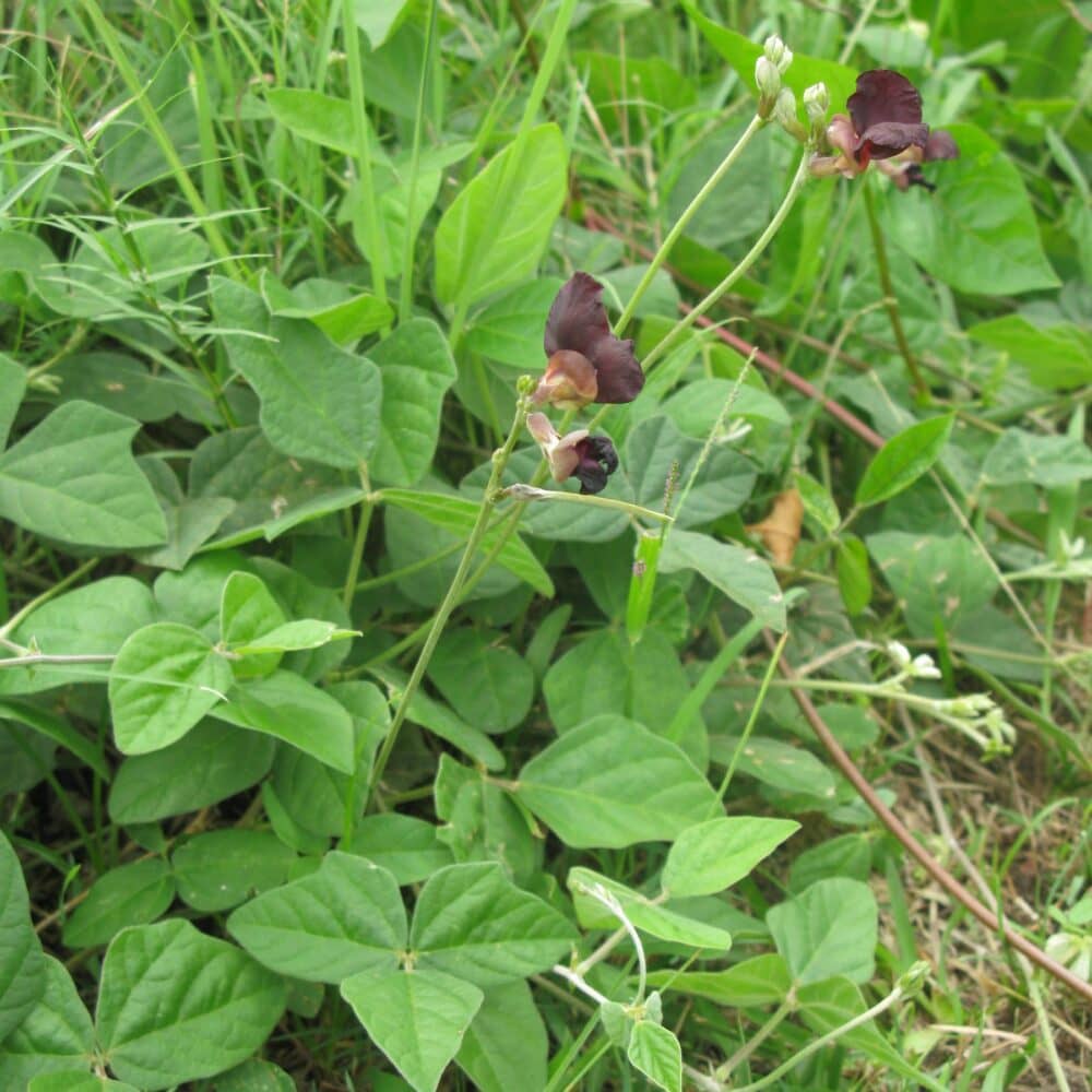 Siratro Grain Brazil Fine Chop