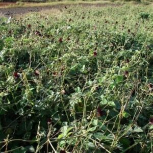 Siratro Hay Brazil Medium Chop