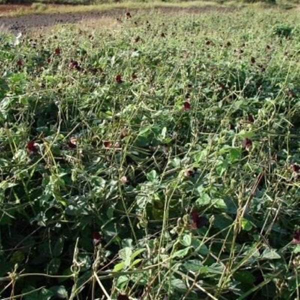 Siratro Hay Brazil Medium Chop