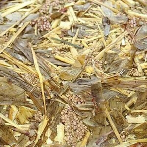Sorghum Silage Honduras Medium Chop