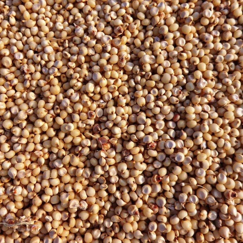 Sorghum Grain Brazil Whole