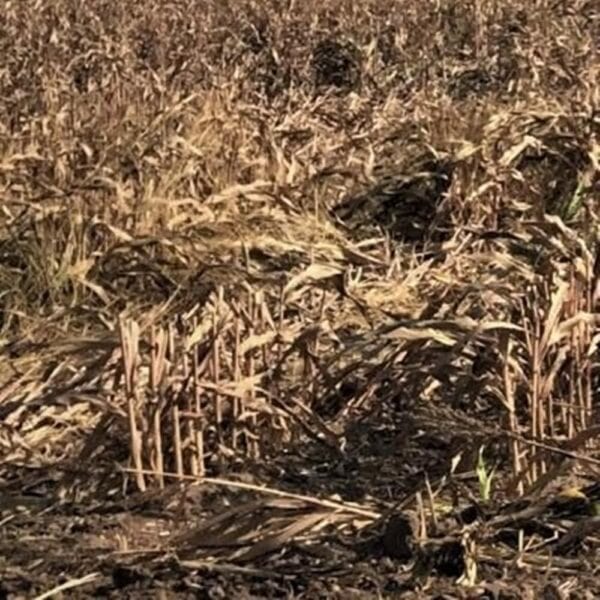 Sorghum Residue Honduras Fine