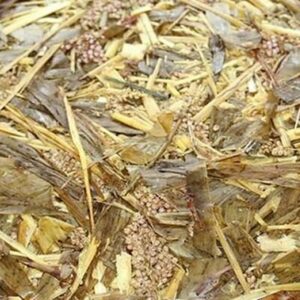 Sorghum Silage Brazil Long