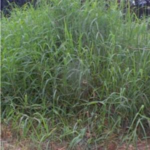 Stargrass Fresh Fertilized Mexico Long