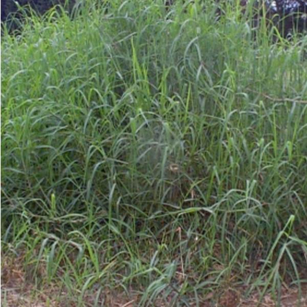 Stargrass Fresh Mexico Medium Chop