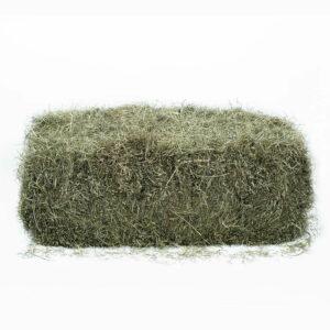 Tall Fescue Hay