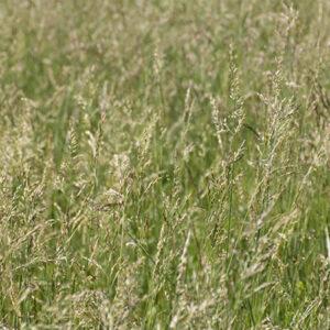 Tall Fescue Pasture