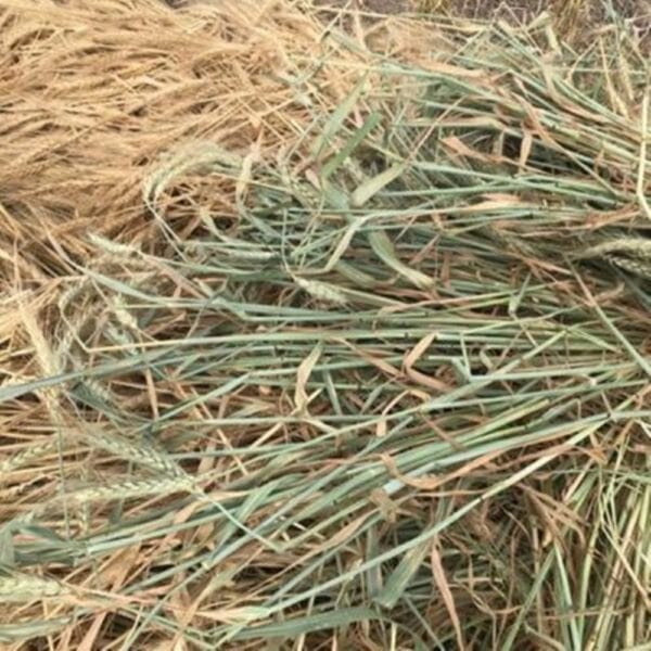 Wheat Hay Brazil Medium Chop