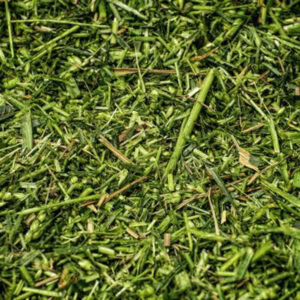 Whole Crop Barley Silage – 40% DM 43% NDF