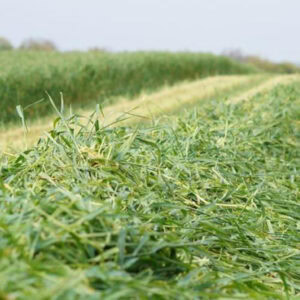 Whole Crop Rye Silage  36% DM 46% NDF