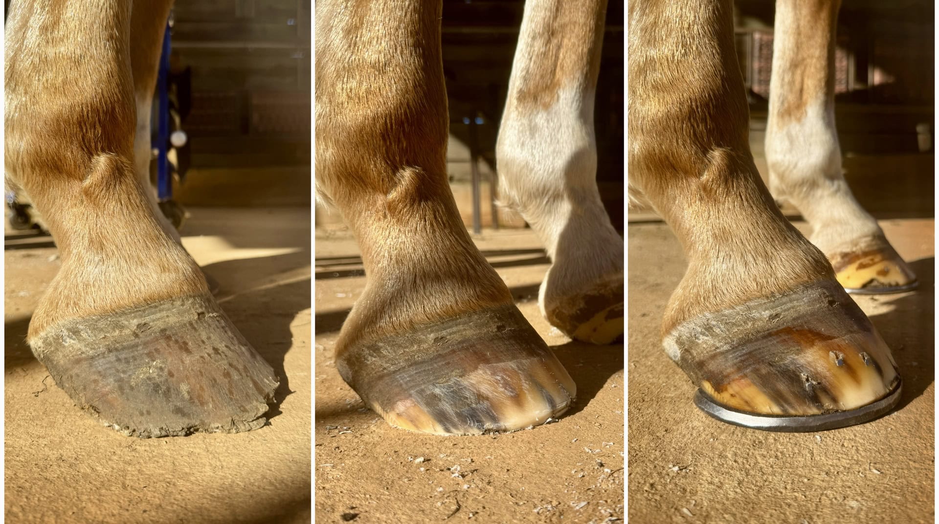 Reggie P Lemoine - Farrier