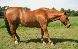 Founder in Horses