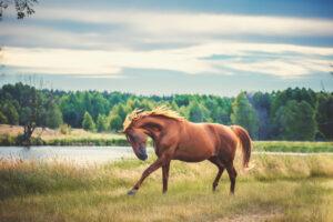 Top 6 Calming Supplements for Horses [Research Review]