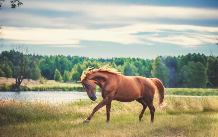 Top 6 Calming Supplements for Horses [Research Review]