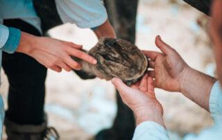 Horse Hoof Abscess