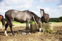 How Much Water Should Your Horse Drink? [Encouraging Hydration]