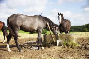 How Much Water Should Your Horse Drink? [Encouraging Hydration]