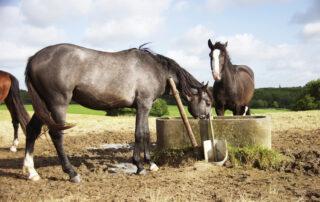 How Much Water Should a Horse Drink Per Day