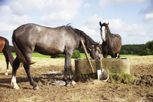 How Much Water Should a Horse Drink Per Day