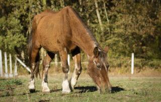 How to Feed a Senior Horse