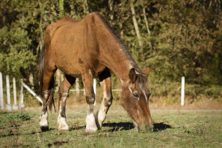 How to Feed a Senior Horse