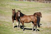 Hyperkalemic Periodic Paralysis (HYPP) in Horses [Treatments & Feeding Guide]