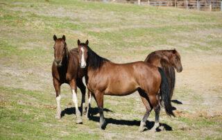 Hypp in Horses - How to Feed