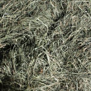 Klein Grass Hay 11% CP 68% NDF 7% LNDF