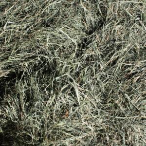 Klein Grass Hay 1st Cut